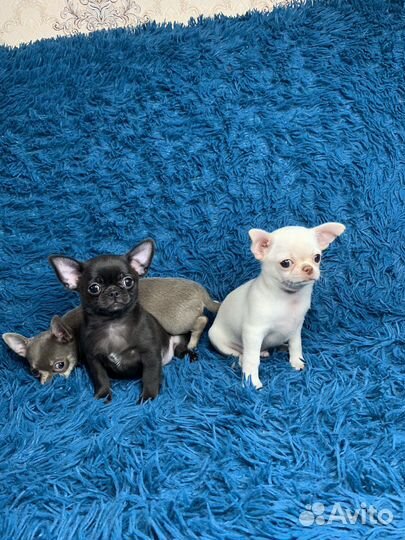 Девочки и мальчик Чихуахуа