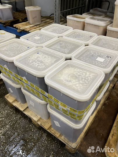 Опт. Свежий цветочный мед