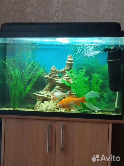 Аквариум