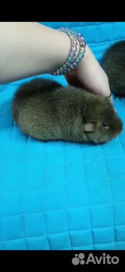 Красивые Морские свинки