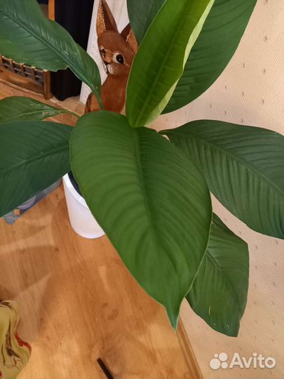 Спатифиллум Сенсация,Сенсация Канифоль, Пикассо