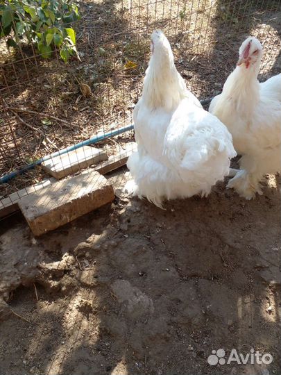 Курочки кохинхины