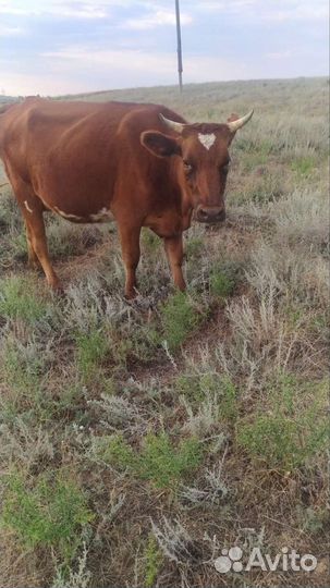 Корова стельная дойная