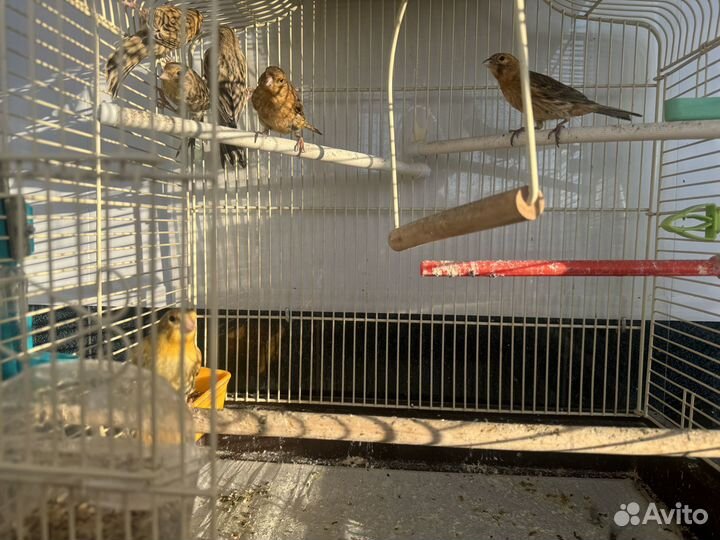 Кенара и канарейки