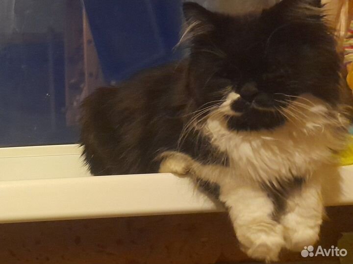 Котик в добрые руки