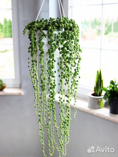 Крестовиник Роули черенки