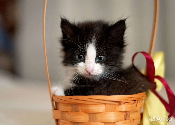 Пушистый котенок 1,5 месяца бесплатно