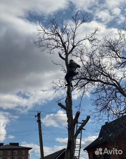 Спил деревьев