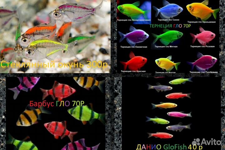 Аквариумные рыбки в днр