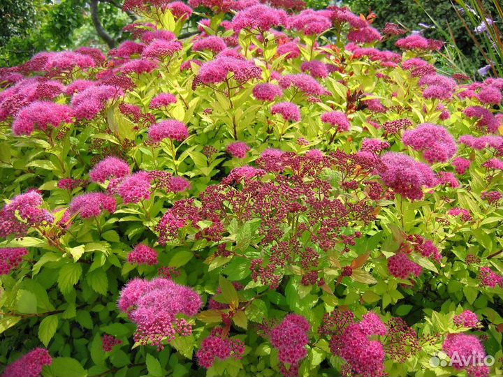 Семена Спиреи Голден Принцесс 1000+ шт