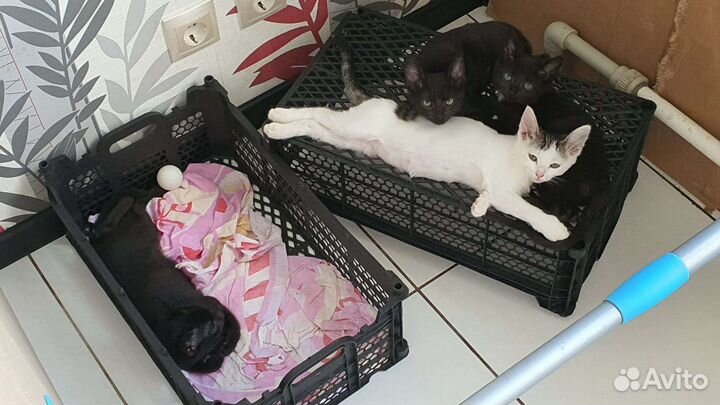 Котята в добрые руки