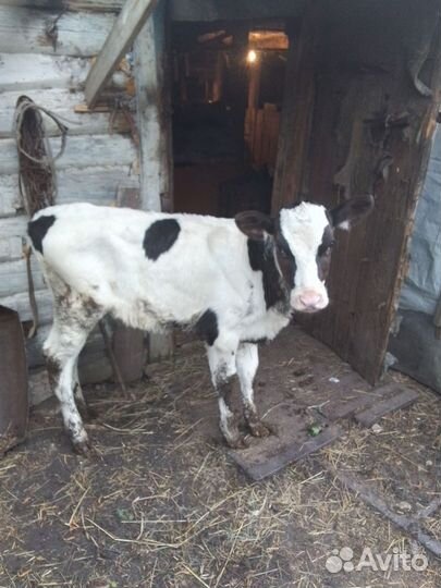 Поросята и тёлка