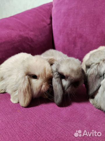 Декоративные карликовые кролики порода минилоп объявление продам