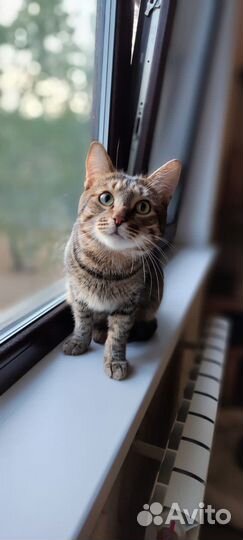 Ласковый кот