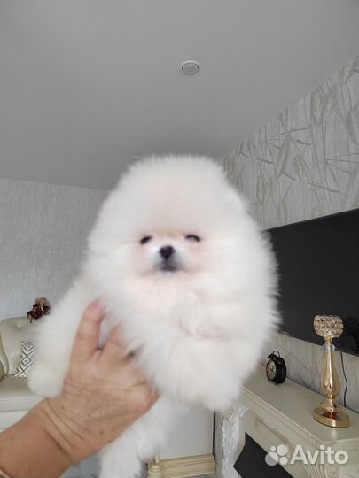 Кремовые померанцы с документами РКФ