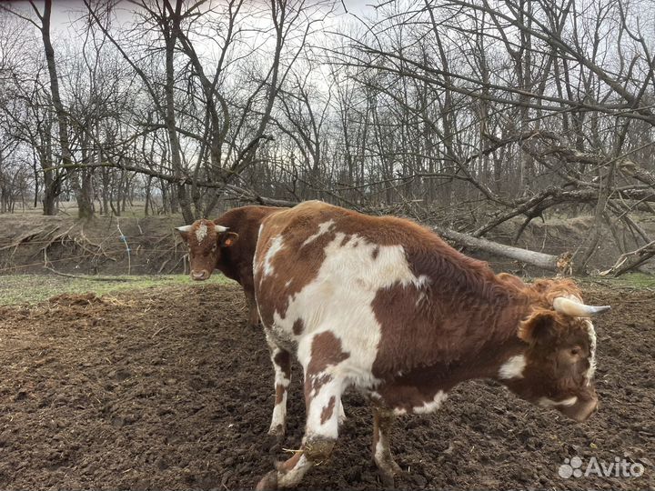 Продам быков на мясо