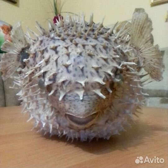 Чучело рыба фугу