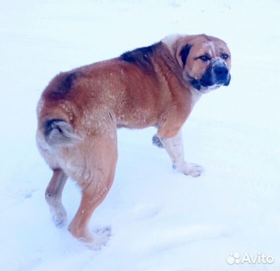 Вязка собак сао