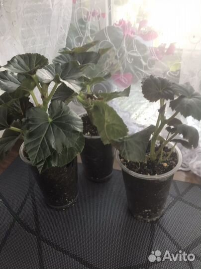 Бегония элатиор