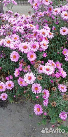 Сентябринки