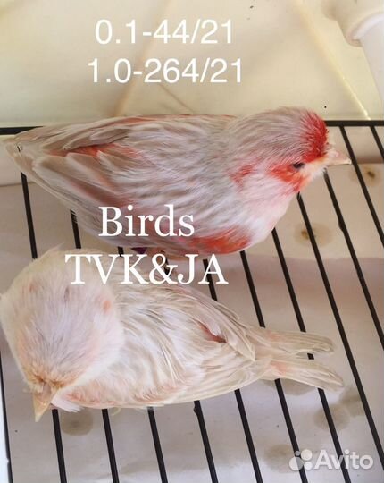 Кенара и канарейки сатинет красная мозаика