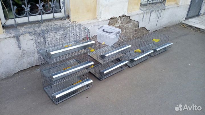 Клетки для перепелов на выбор