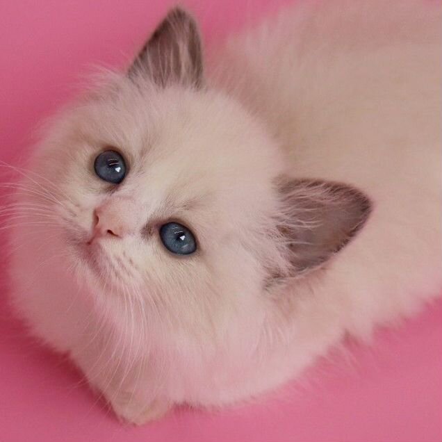 Рэгдолл котёнок
