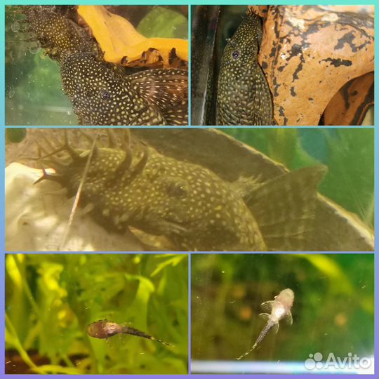 Аквариумные растения.Грунт.Оборудование.Сомики