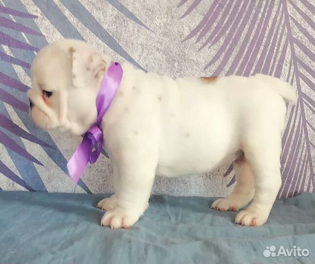 Мальчик красавчик и девочка принцесса