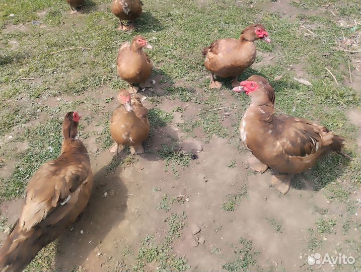 Утаки шипуны