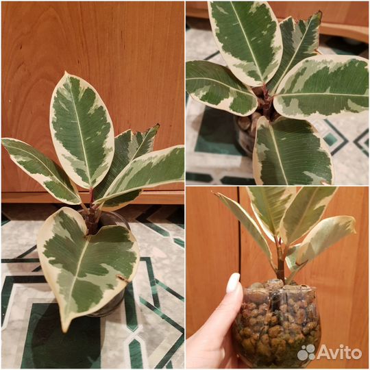 Комнатные растения