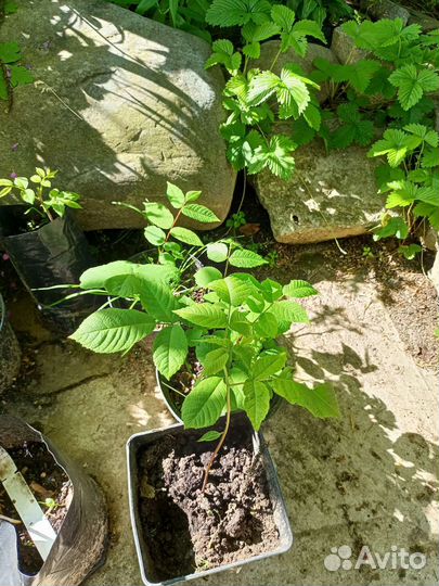 Саженцы Манчжурского ореха