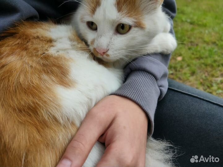 Кошка в дар бесплатно