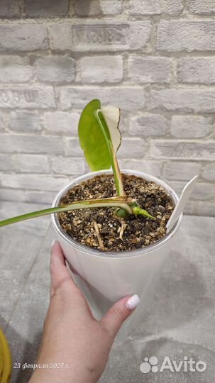 Монстера альба луна