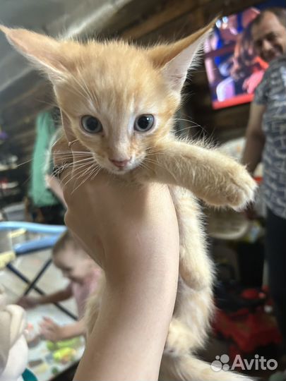 Котенок в добрые руки