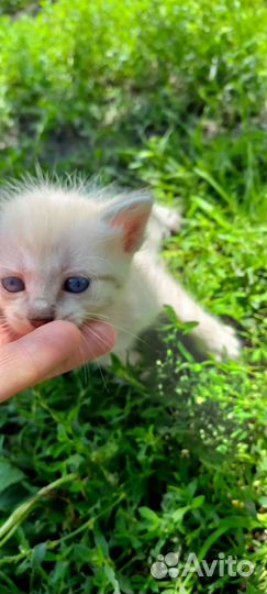 Котята в добрые руки бесплатно коты