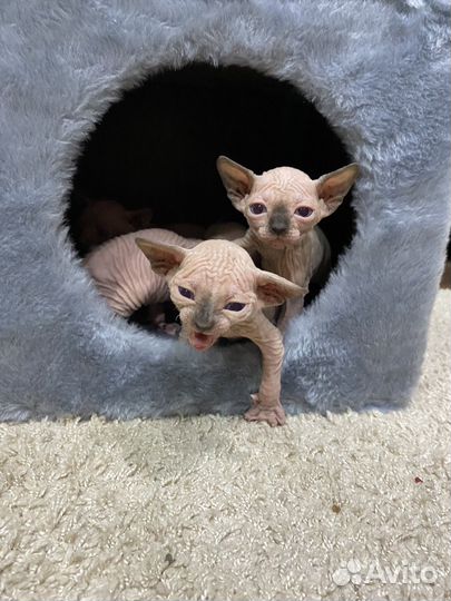 Канадский сфинкс котенок