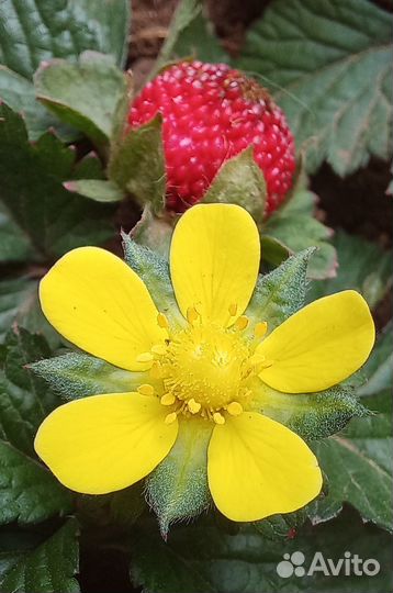 Дюшения индийская. Декоративный почвопокровник