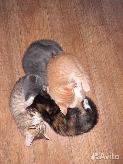 Котята в добрые руки бесплатно