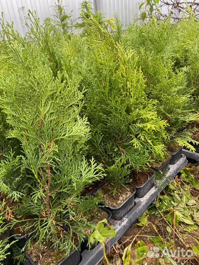 Туя смарагд саженцы