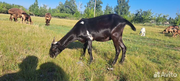 Англо нубийские козы