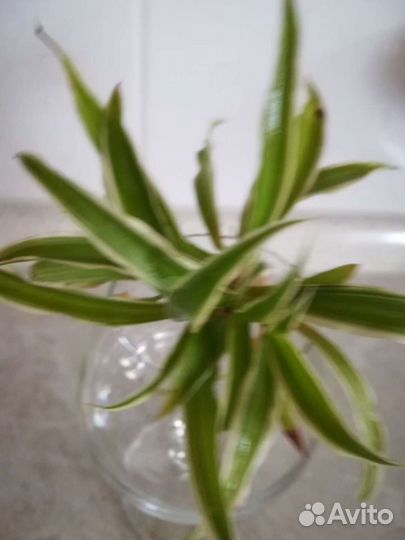 Хлорофитум