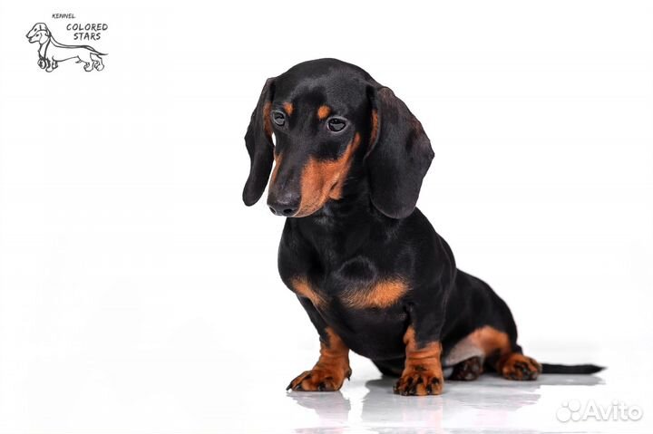 Щенки таксы,мини-кроличьи,классика,п-к