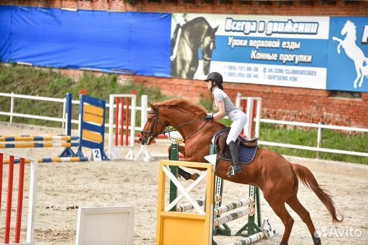 Мерин Буденновский