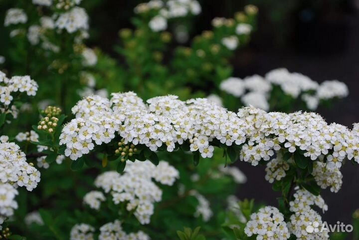 Саженцы Спирея Ниппонская Снаумаунд
