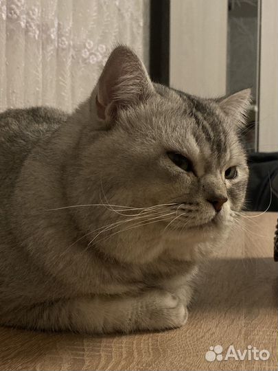 Молодой шотланский кот вязка