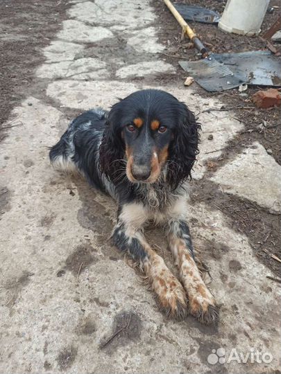 Спаниель Вязка