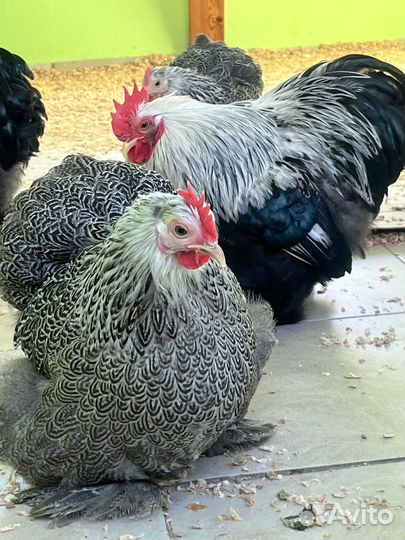 Цыплята Джерсы, Виандот,Брама,Кохи карликовые
