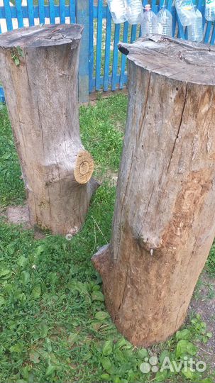 Пеньки дубовые
