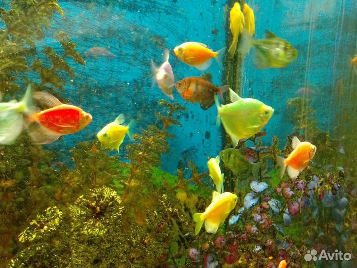 Аквариум с рыбками